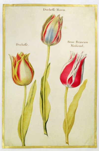 Tulips, c.1675 by Nicolas Robert